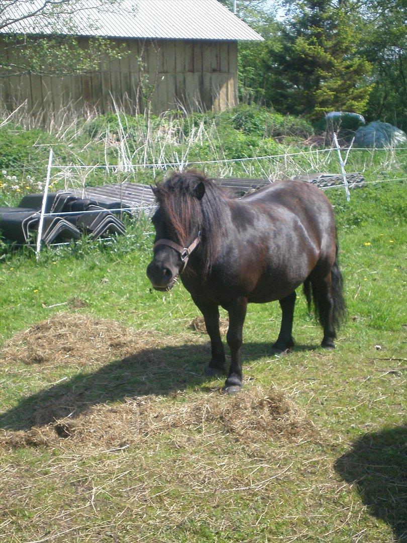 Shetlænder Kirkebakkens Regina ( Rille) - 
taget d. 21-05-12. billede 7