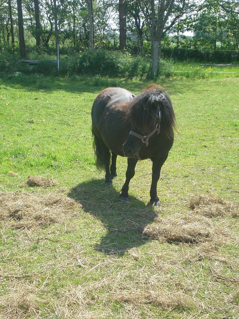 Shetlænder Kirkebakkens Regina ( Rille) - taget d. 21-05-12. billede 12