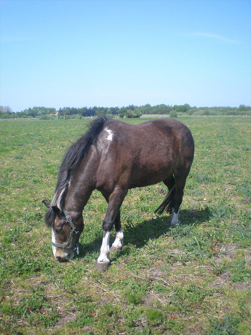 Anden særlig race Chico ( Bamse Far) Himmel pony ( savnet altid ) - taget d. 21-05-12. billede 6