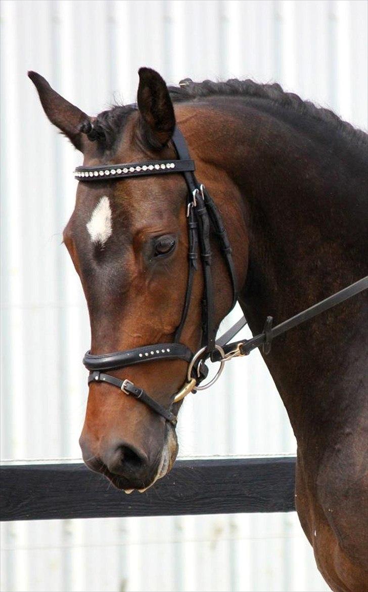 Dansk Varmblod remember me by friis billede 12