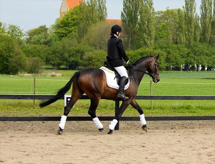 Dansk Varmblod remember me by friis billede 13