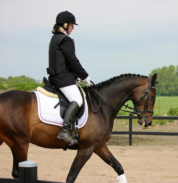 Dansk Varmblod remember me by friis billede 14