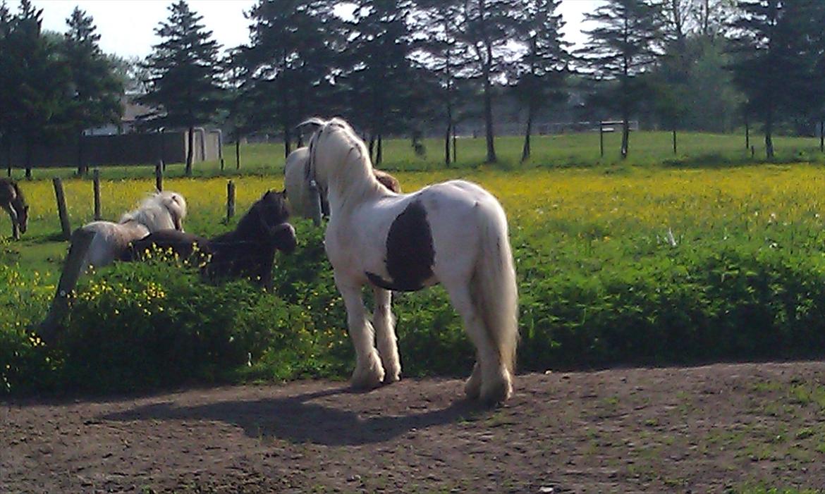 Irish Cob Disney R.I.P. 2021 billede 6