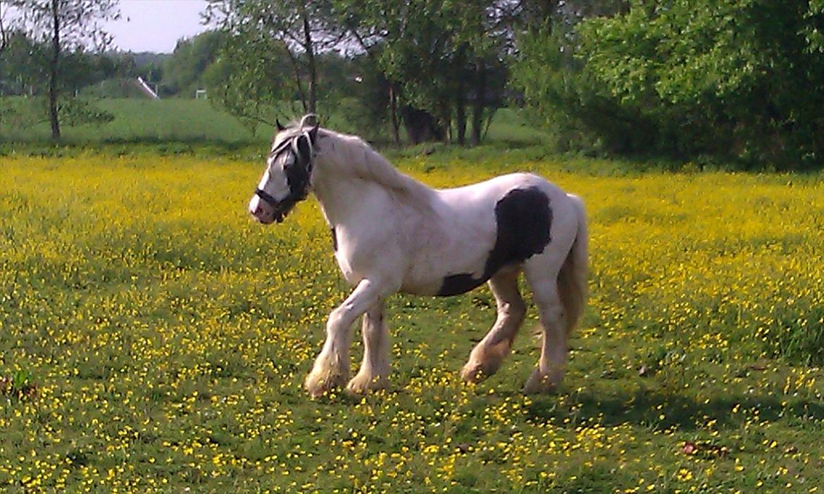 Irish Cob Disney R.I.P. 2021 billede 7