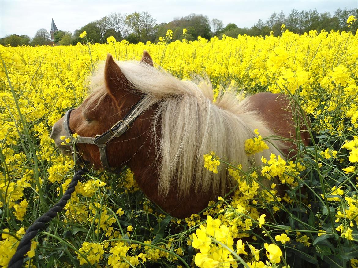 Shetlænder Carlo billede 19