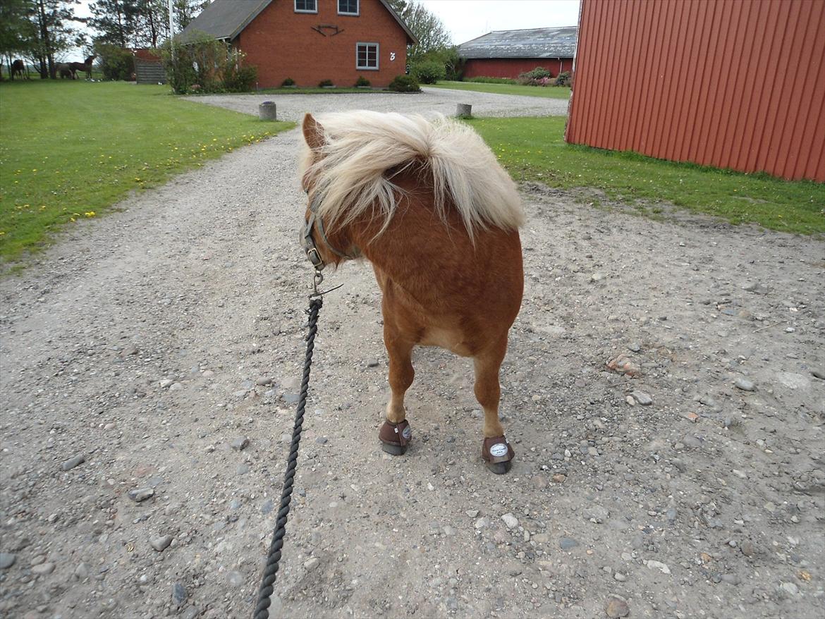 Shetlænder Carlo billede 20