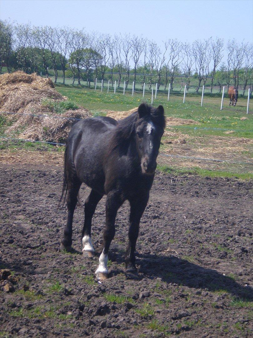 Irsk Sportspony Littel Black Diamond [Altid elsket/ Savnet] - 
taget d. 21-05-12. billede 4