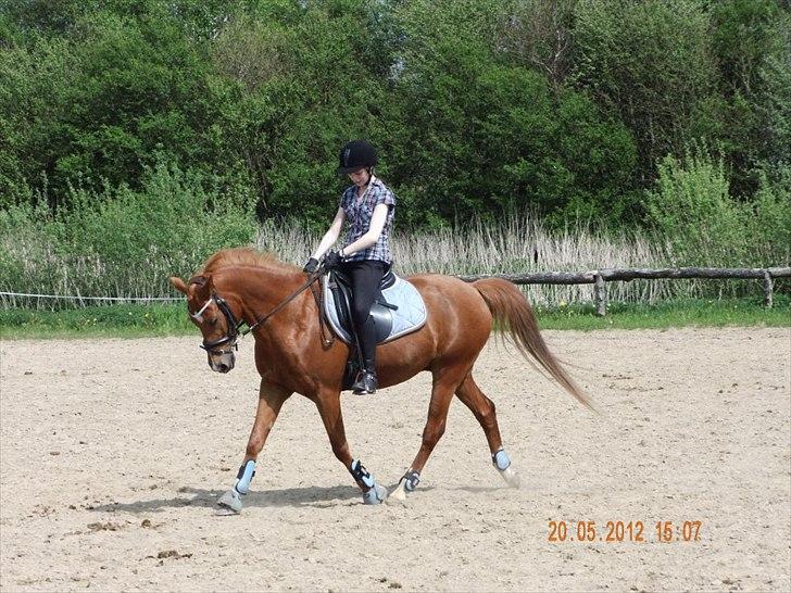 Hollandsk Sportspony Jannus billede 6