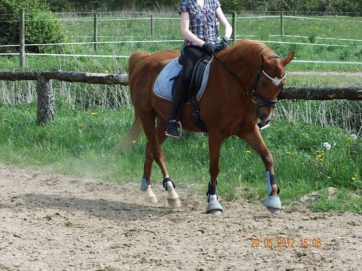 Hollandsk Sportspony Jannus - Springponyen der går dressur :-) billede 8