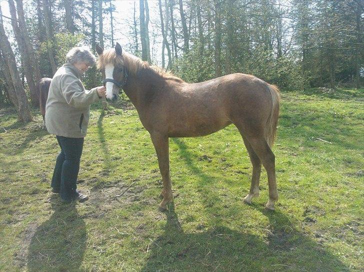 Anden særlig race Rosenkildes deeba - 2012 billede 8