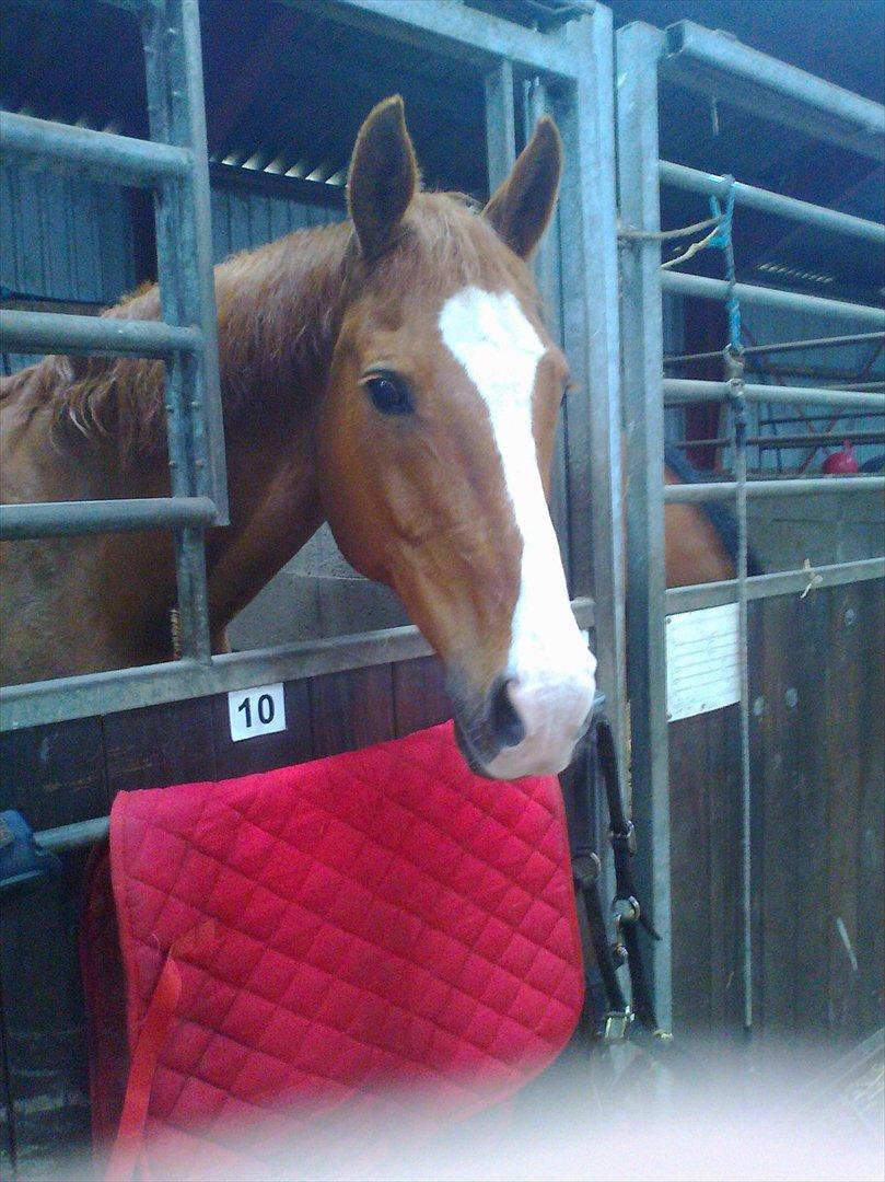 Dansk Varmblod Lanny billede 1