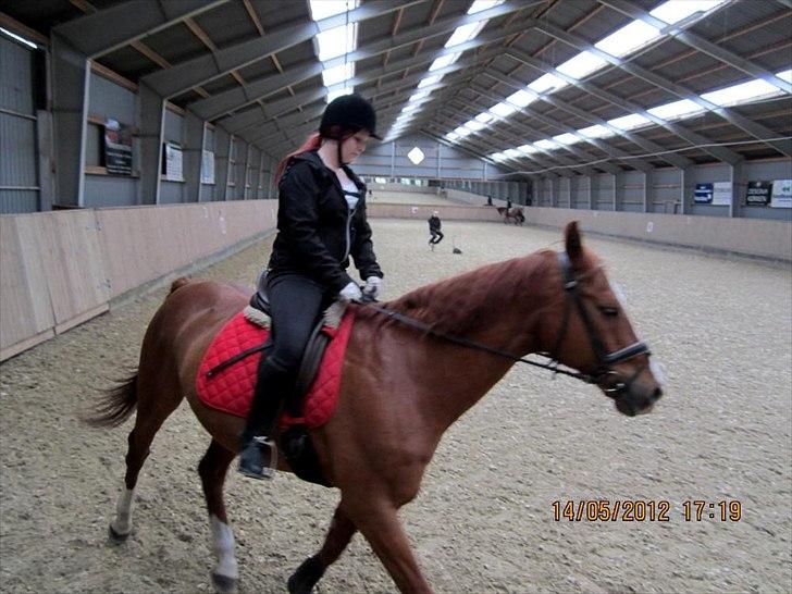 Dansk Varmblod Lanny billede 3