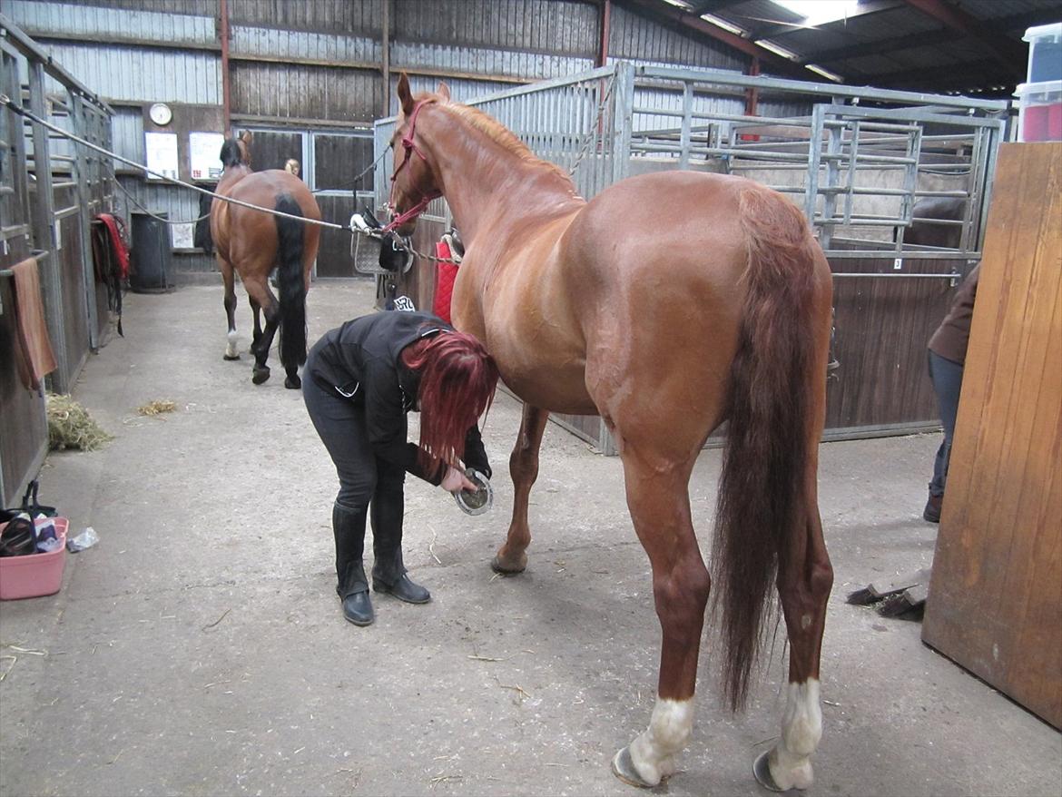 Dansk Varmblod Lanny billede 4