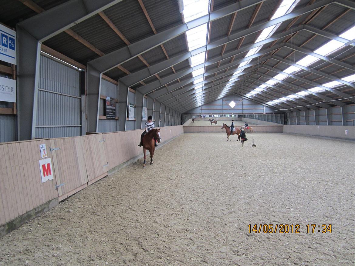 Dansk Varmblod Lanny billede 5