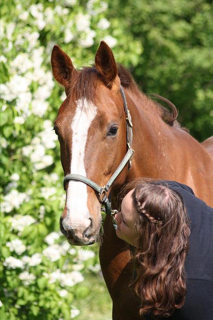 Traver Powerful Winning - You are the most beautiful horse, and i'm glad that you will have me in your life ... billede 1