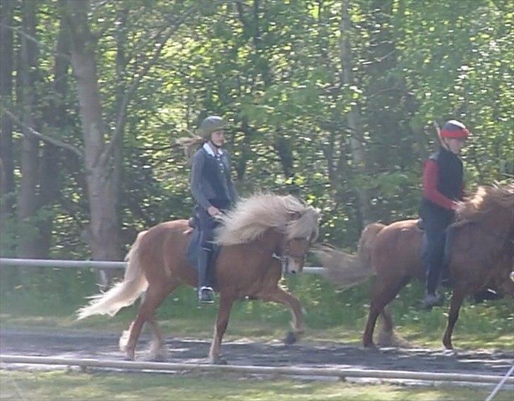 Islænder Ganti fra Glófaxa - Trav <3  billede 8