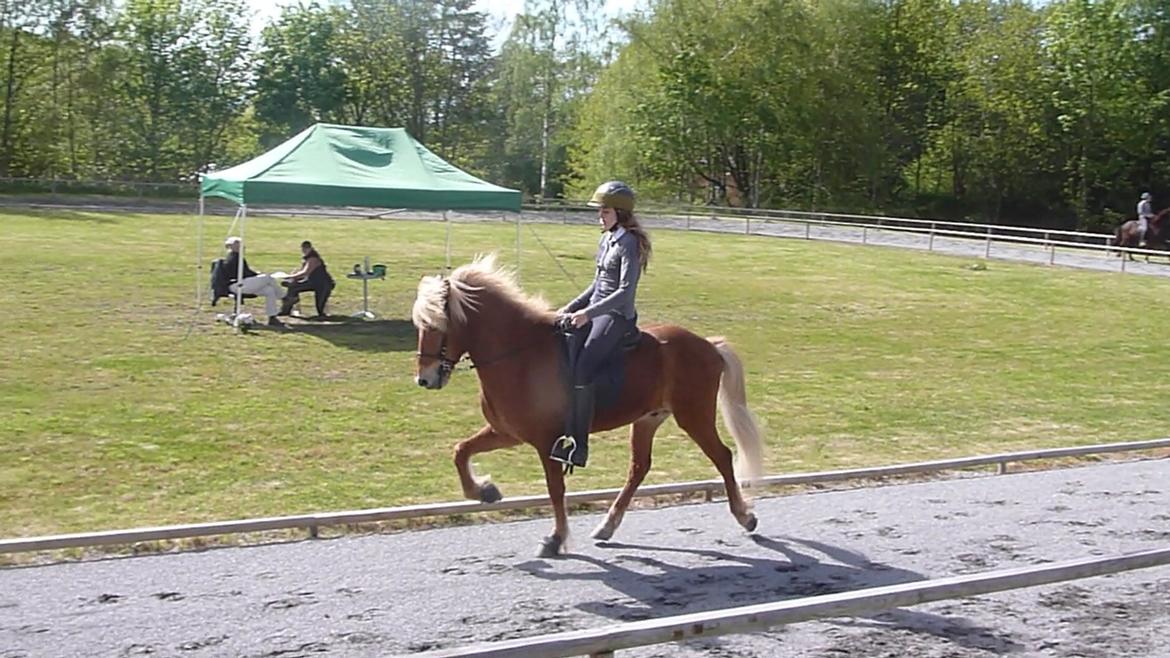 Islænder Ganti fra Glófaxa - Arb. tölt <3 billede 9