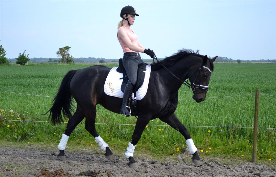 Oldenborg Bianca af Tanderup (Gippe'sen) - Velkommen til Biancas profil - Foto af: Cille B. Thuesen, tak :D
22 Maj 2012 billede 3