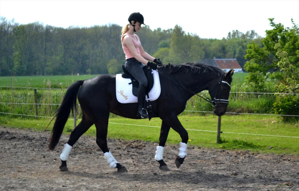 Oldenborg Bianca af Tanderup (Gippe'sen) - Foto af: Cille B. Thuesen, tak :D
22 Maj 2012 billede 4