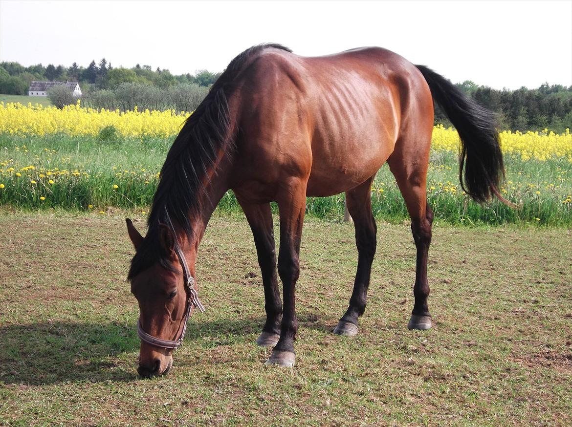 Anden særlig race Mademoiselle Bayonne billede 11