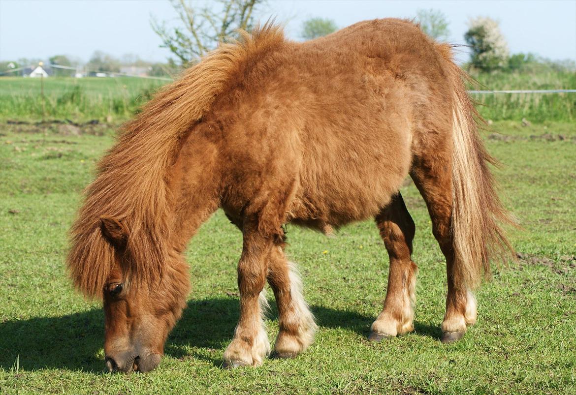 Shetlænder Justenborgs Legacy - 21. maj 2012 - Bettefisen er sgu ved at blive stor!;-) Foto: Mig billede 2