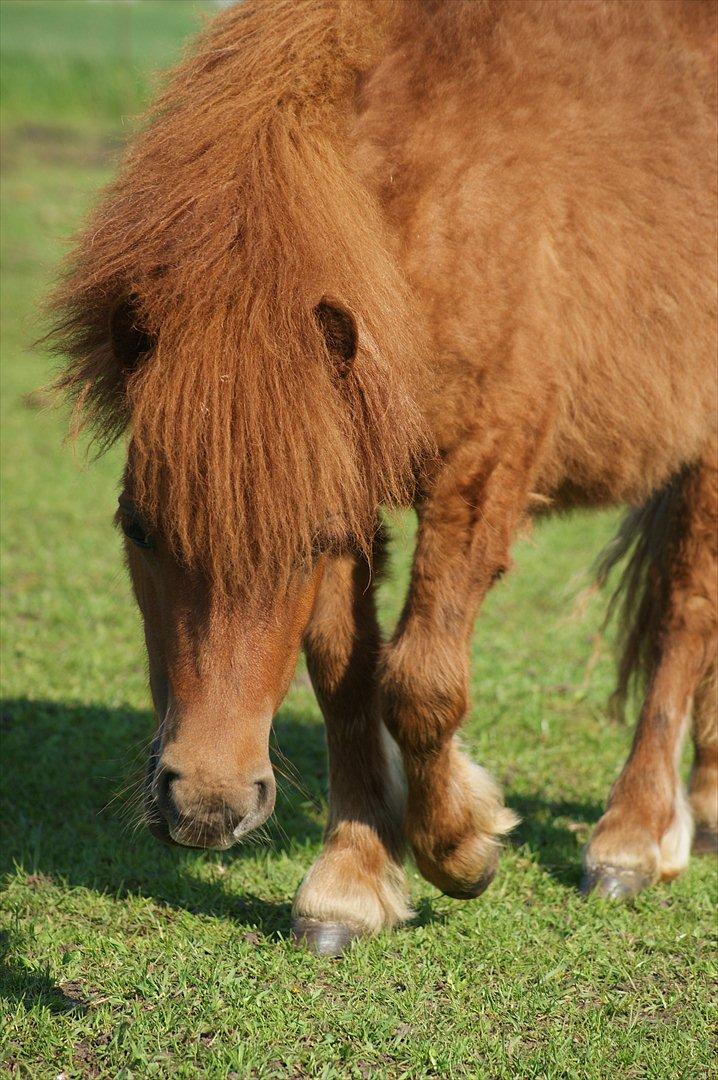 Shetlænder Justenborgs Legacy - 21. maj 2012 - Smukke baby! Hun har sygt meget man i forhold til de andre shetlændere! billede 17