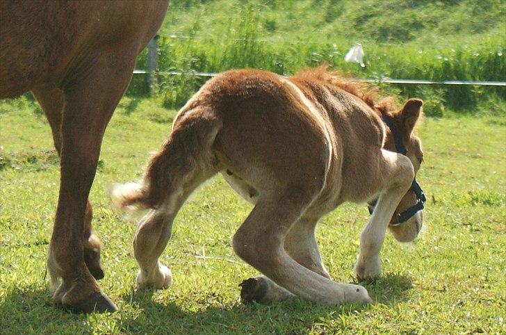 Shetlænder Justenborgs Legacy - d. 26. maj 2011 - Det kiksede lidt at få alle fire ben igang i en galop :-D Godt Anja-mor kunne vrinske opmuntrende til hende ;-) billede 9