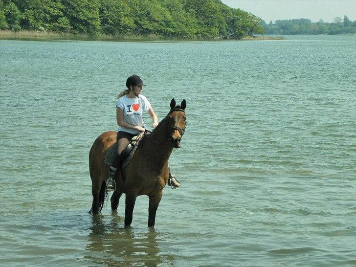 Dansk Varmblod Ran Frydenlund - Hyggelig strandtur d. 22/5-2012 billede 4