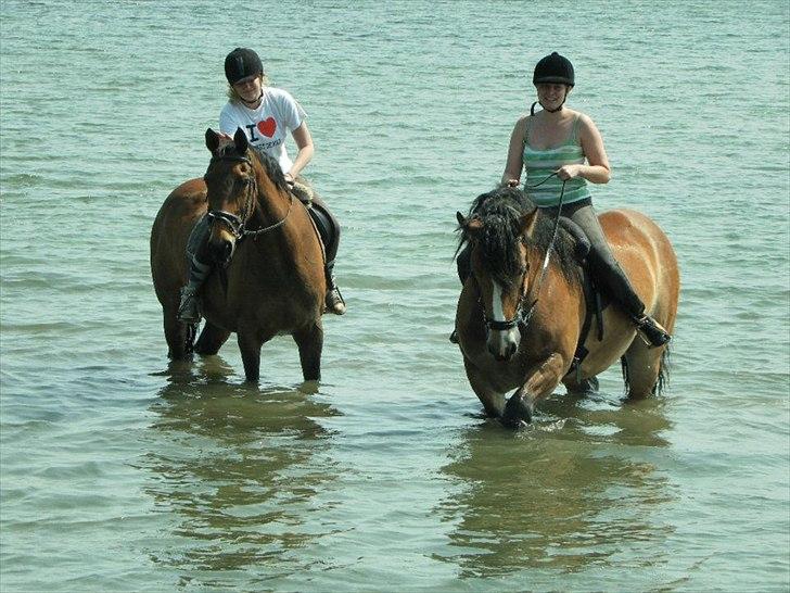 Dansk Varmblod Ran Frydenlund - 22/5-2012 billede 5