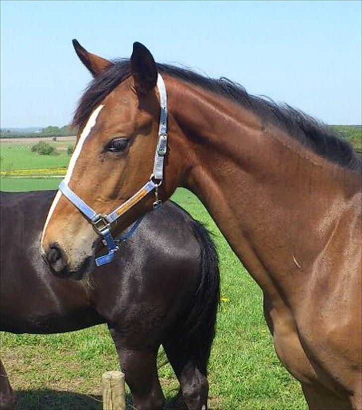 Dansk Varmblod Best Choices * My Soulmate* billede 3
