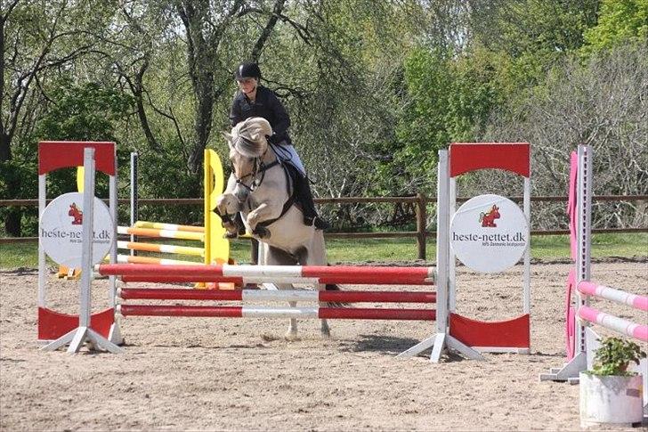 Fjordhest Perle Fjordvang - en ener' - DM 2012. billede 11