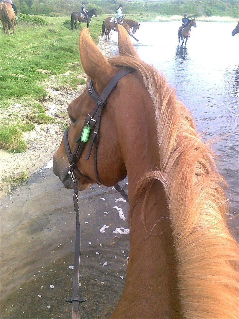 Anden særlig race Chivas [Har redet] - I kilen første gang sammen<3 billede 8