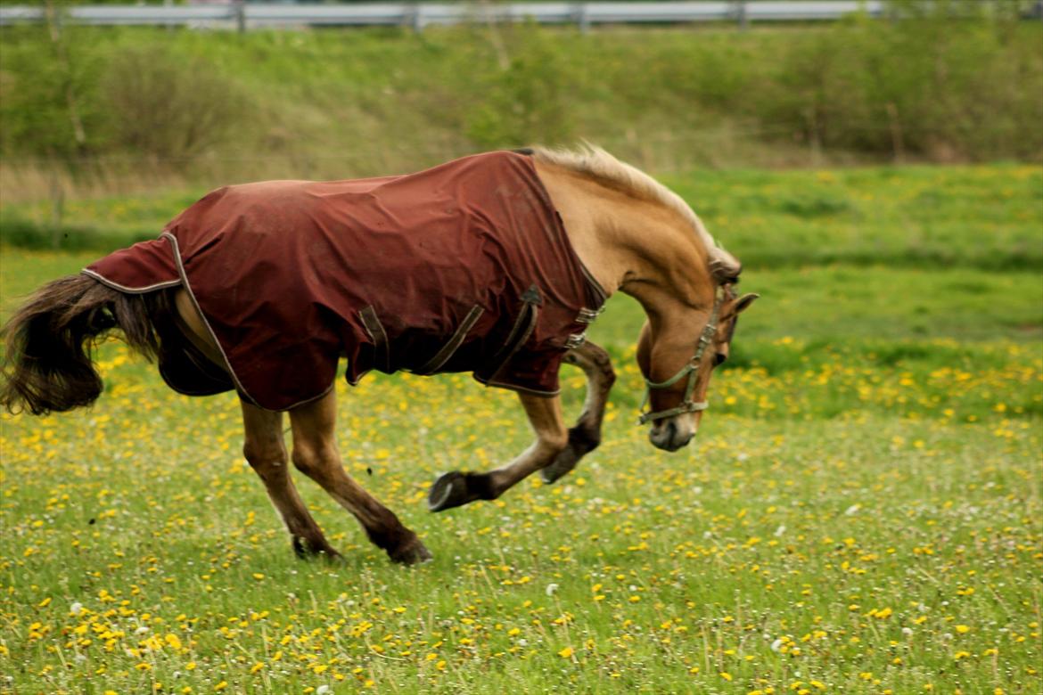 Anden særlig race Lipo Flash - Lipo på græs for første gang  år <3 Nuurh <3 billede 12