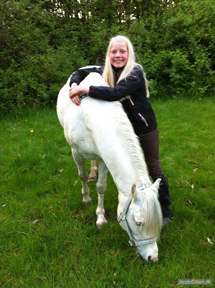 Anden særlig race Andy billede 15