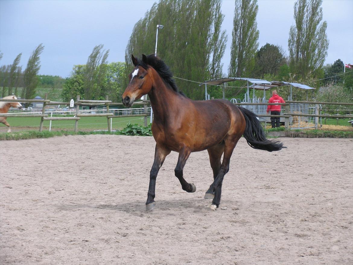 Hollandsk Sportspony Mars Marshall - Baren på vej til sommergræs <3 billede 2