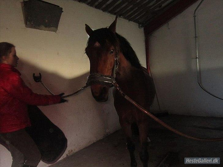 Tysk Sportspony Cyveria(Amy) billede 8