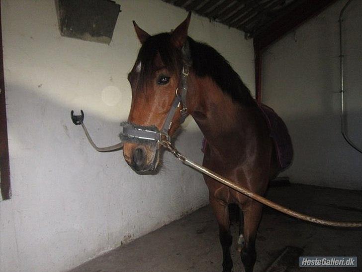 Tysk Sportspony Cyveria(Amy) billede 9