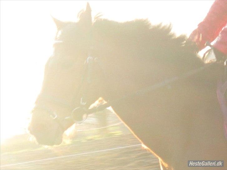 Tysk Sportspony Cyveria(Amy) billede 10