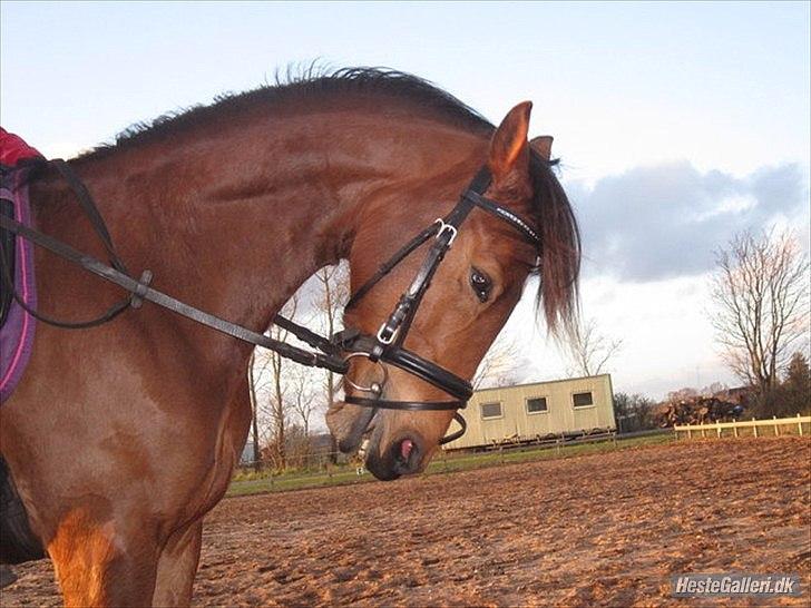 Tysk Sportspony Cyveria(Amy) billede 11