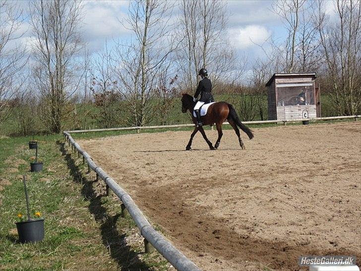 Tysk Sportspony Cyveria(Amy) billede 12