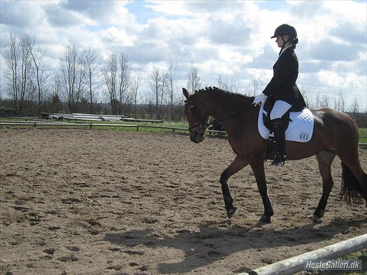 Tysk Sportspony Cyveria(Amy) billede 13