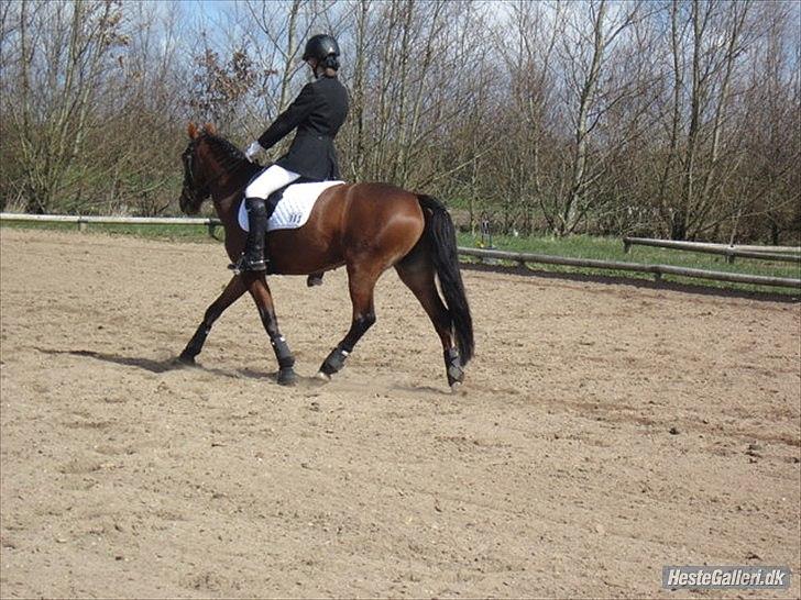 Tysk Sportspony Cyveria(Amy) billede 15