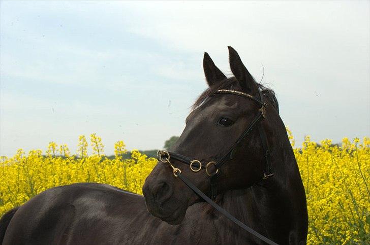 Anden særlig race Athena RIP <3 elsket og savnet - 22/5-2012 billede 5