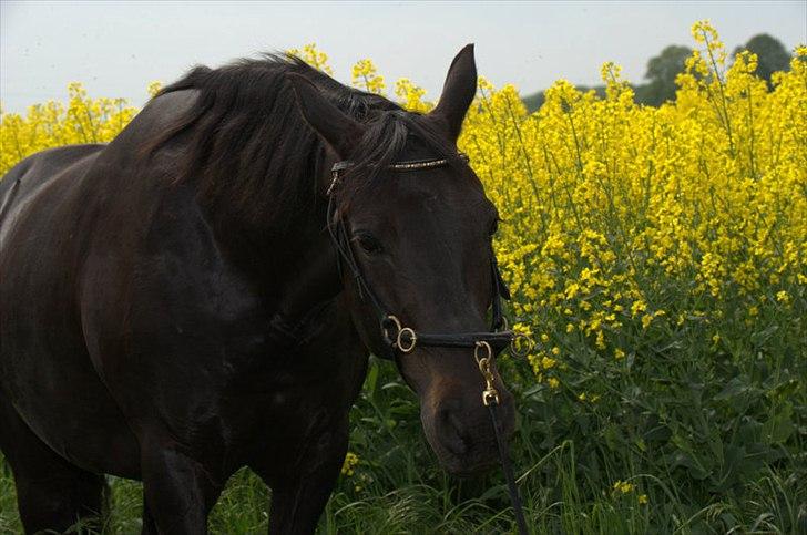 Anden særlig race Athena RIP <3 elsket og savnet - 22/5-2012 billede 4