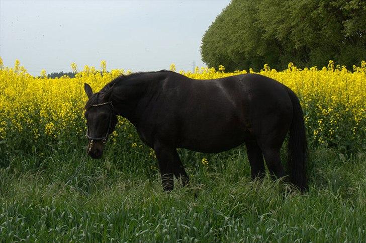 Anden særlig race Athena RIP <3 elsket og savnet - 22/5-2012 billede 3