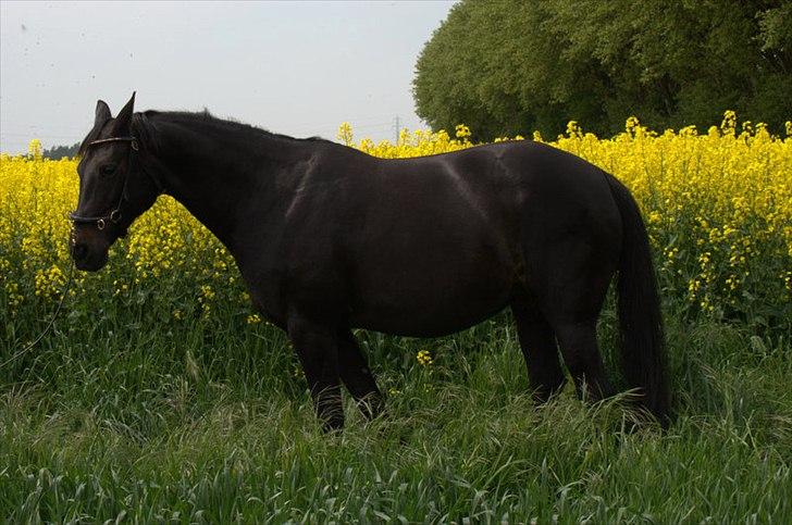 Anden særlig race Athena RIP <3 elsket og savnet - 22/5-2012 billede 1