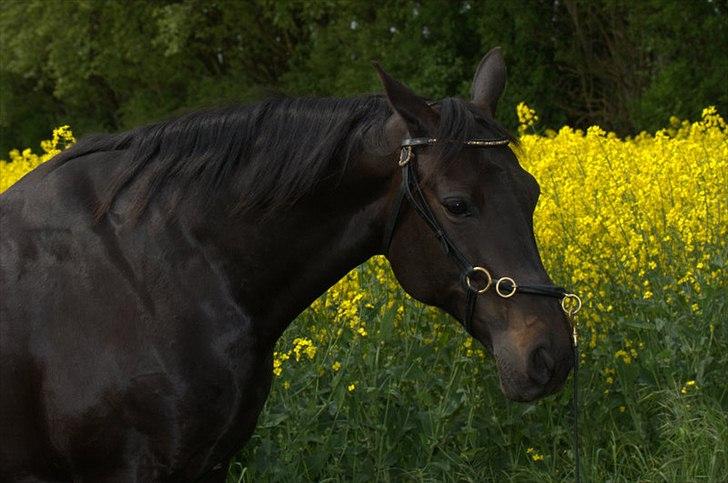 Anden særlig race Athena RIP <3 elsket og savnet - 22/5-2012 billede 2
