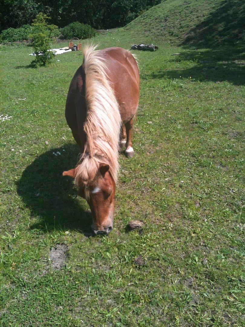 Shetlænder Lotta billede 19