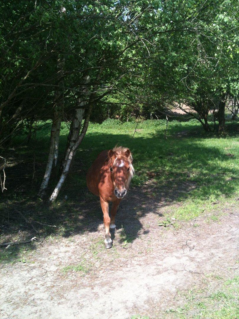 Shetlænder Lotta billede 2