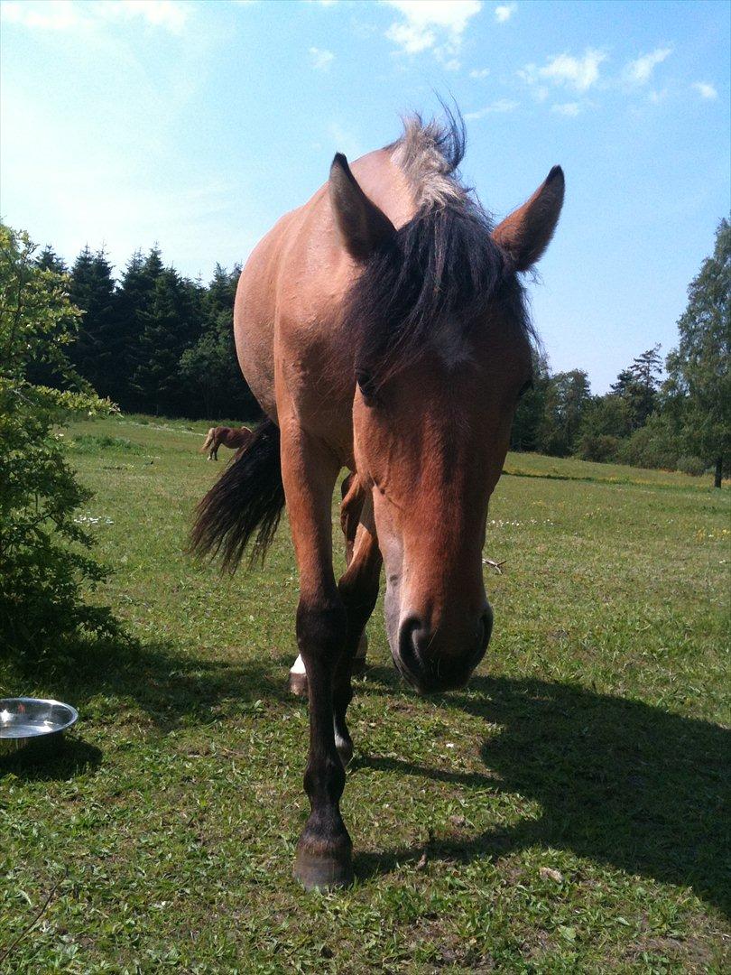 Anden særlig race Unica star billede 21